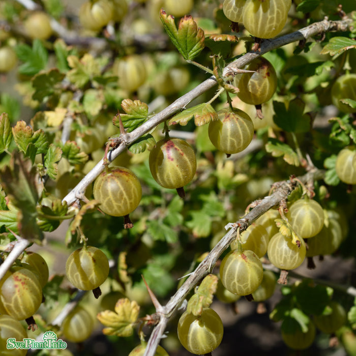Ribes (Grossularia) 'Jacob' Busk C3,5