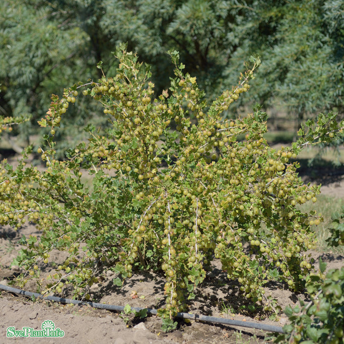 Ribes (Grossularia) 'Jacob' Busk C3,5