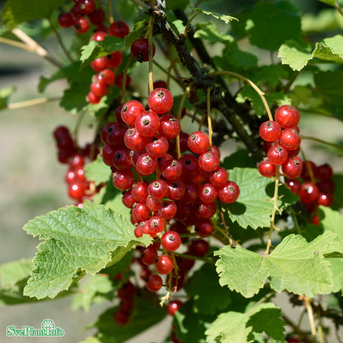 Ribes (Röda Vinbär) 'Jonkheer van Tets' Solitär C20 100-125cm