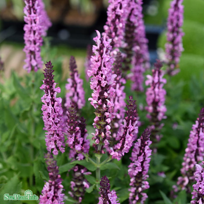 Salvia nemorosa 'Sensation Deep Rose' A-kval C1,5