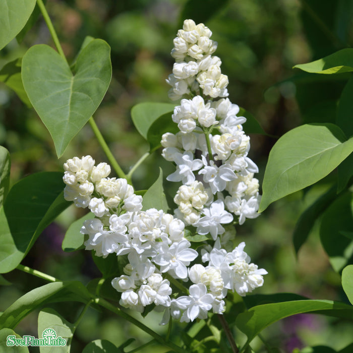 Syringa vulgaris 'Mme Lemoine' Busk C4