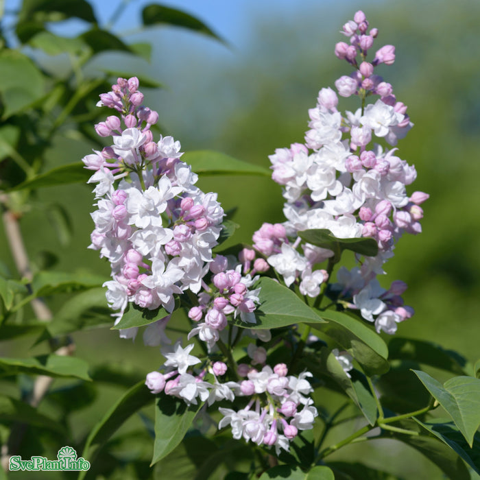 Syringa vulgaris 'Beauty Of Moscow' C12