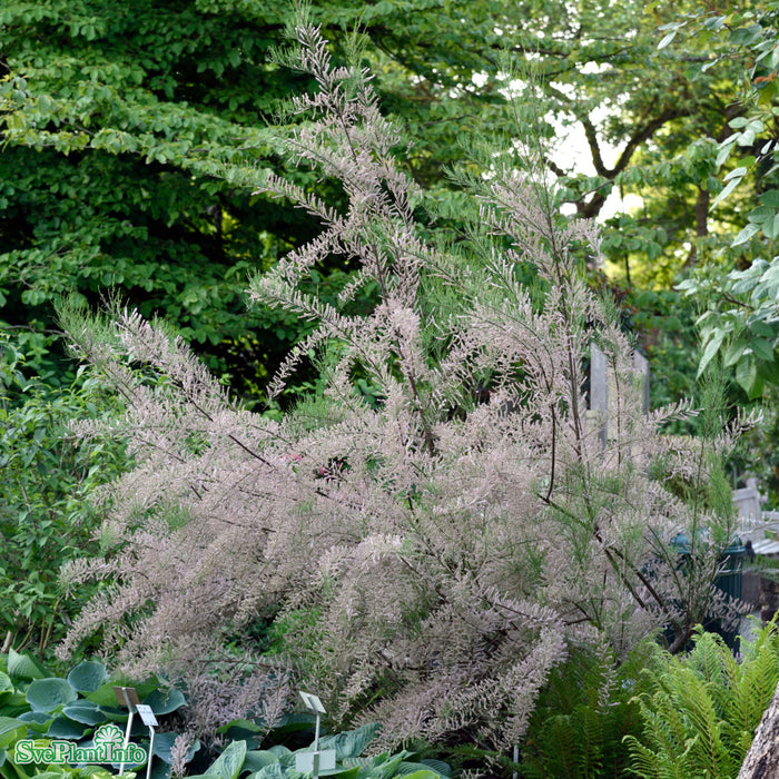 Tamarix parviflora C4,5 60-80cm