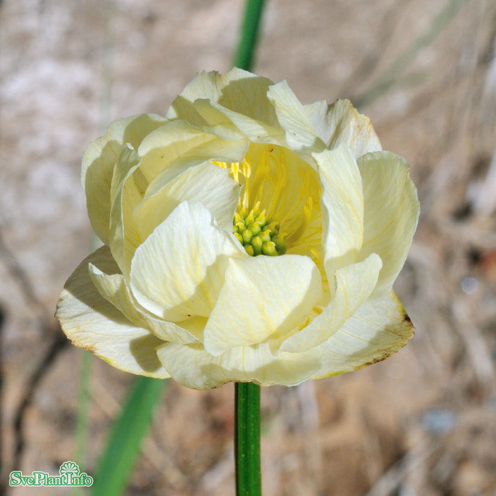 Trollius cultorum 'Alabaster' A-kval