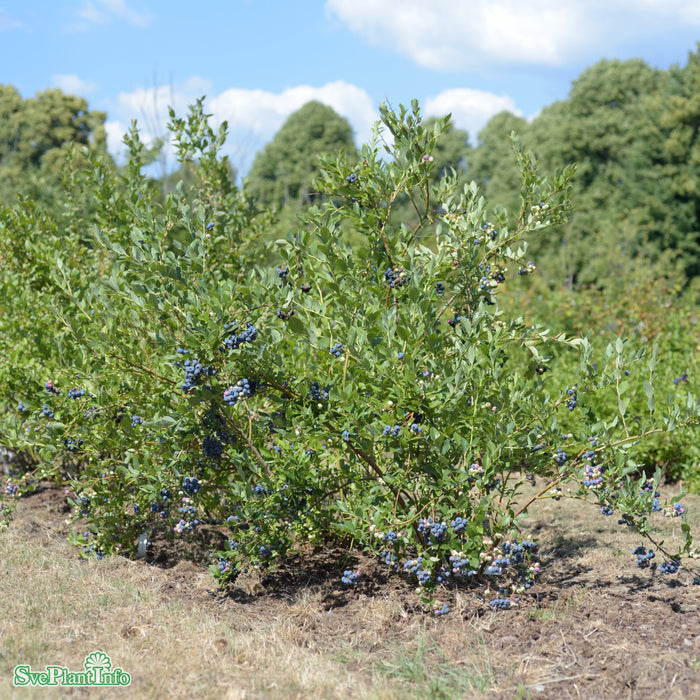 Vaccinium corymbosum 'Reka' Busk C5