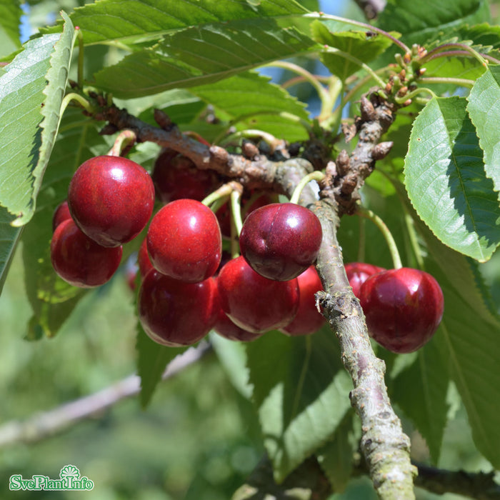Prunus avium 'Stella' E P.Colt Stam Kl 5-6 års