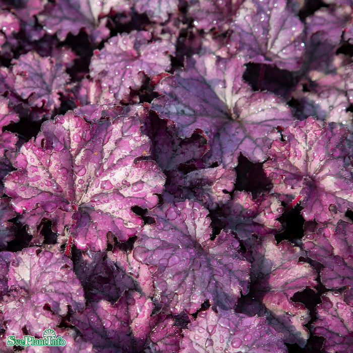 Heuchera 'Forever Purple' A-kval