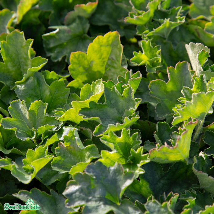 Heuchera sanguinea 'Leuchtkäfer' A-kval