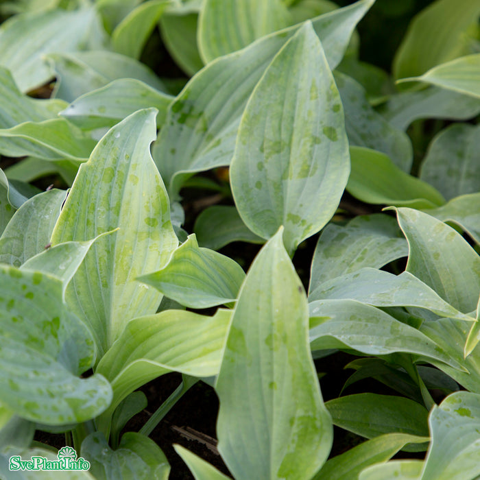 Hosta 'Diamond Lake' C3
