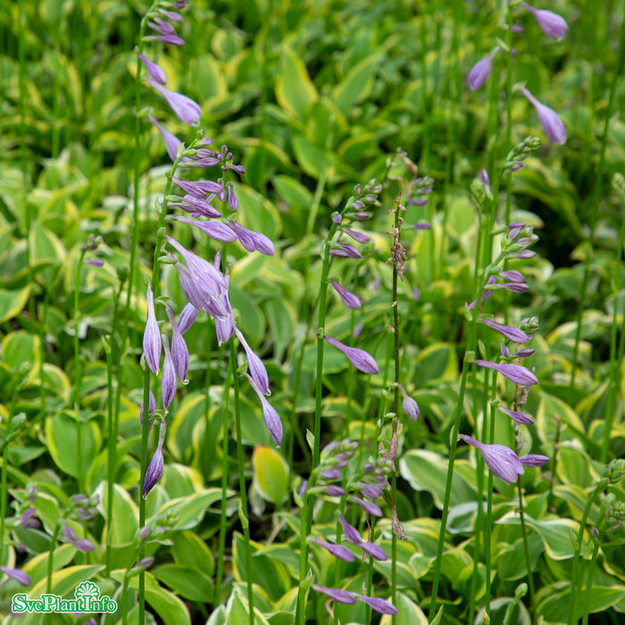 Hosta 'Golden Tiara' A-kval