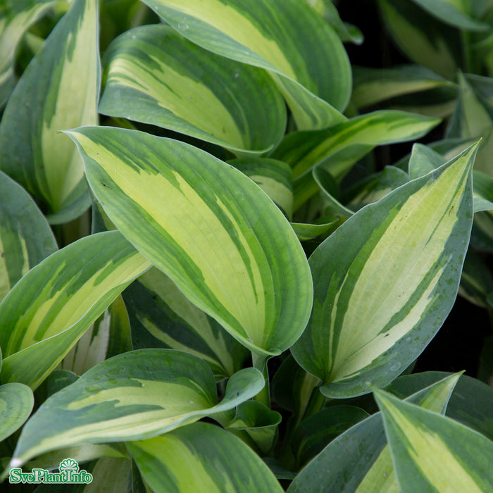 Hosta 'Hudson Bay' A-kval