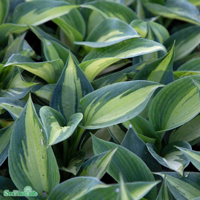 Hosta 'Hudson Bay' A-kval