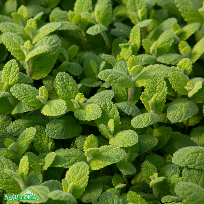 Mentha suaveolens 'Apple-mint' A-kval