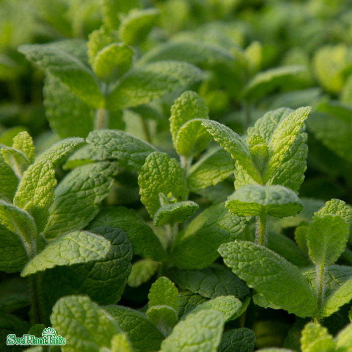 Mentha suaveolens 'Apple-mint' A-kval