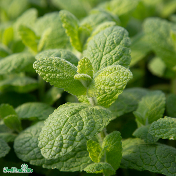 Mentha suaveolens 'Apple-mint' A-kval