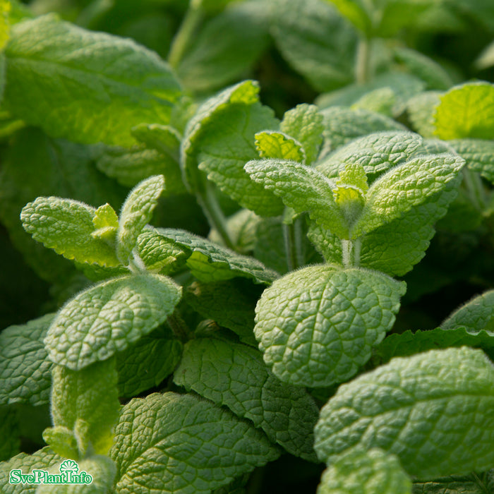 Mentha suaveolens 'Apple-mint' A-kval