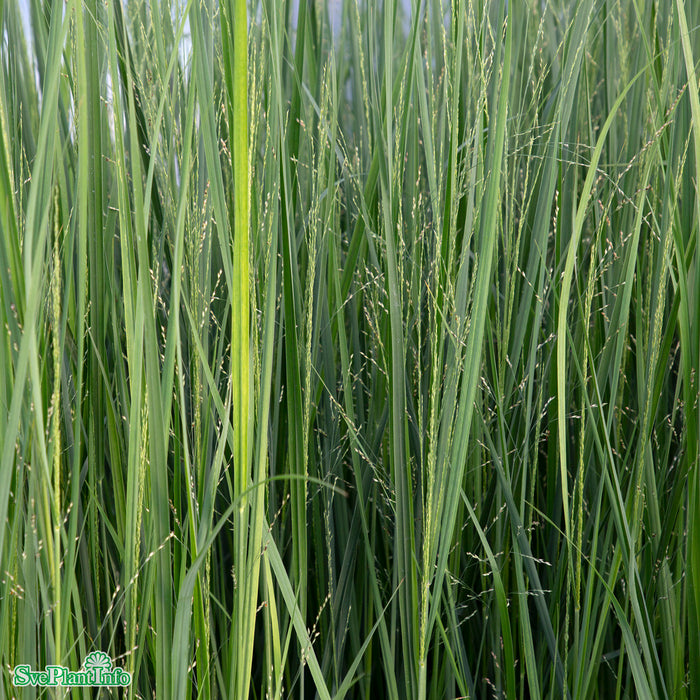 Panicum virgatum 'Northwind' C5