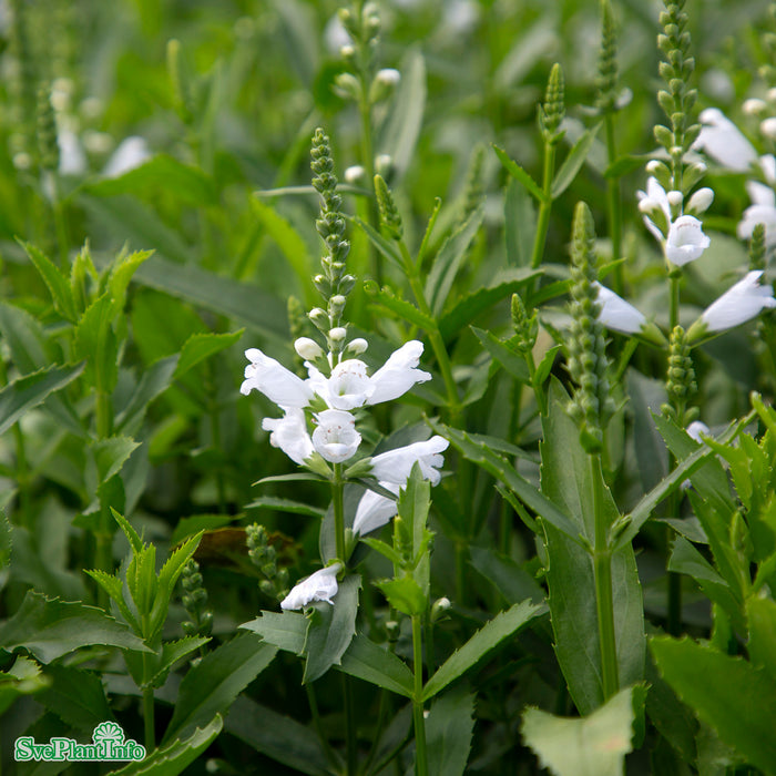 Physostegia virginiana 'Summer Snow' A-kval