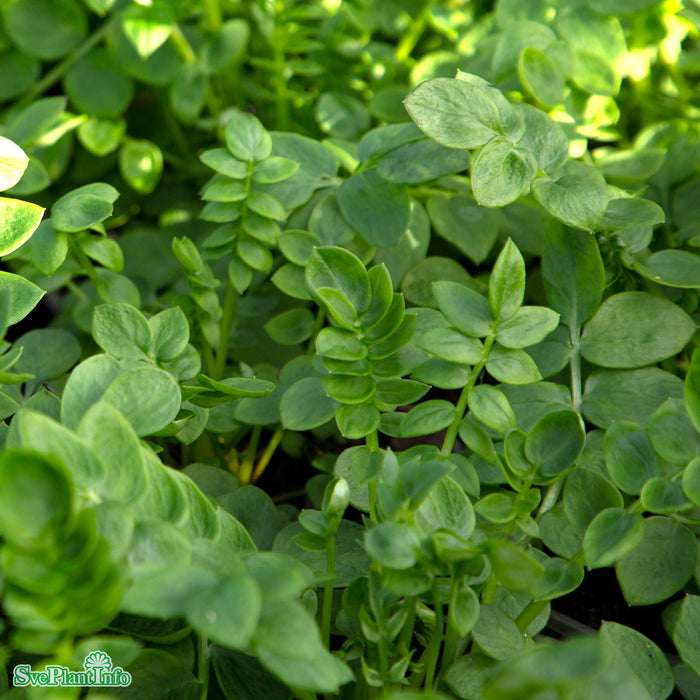 Polemonium caeruleum 'Bambino Blue' A-kval