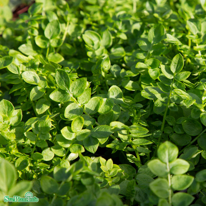 Polemonium caeruleum 'Bambino Blue' A-kval