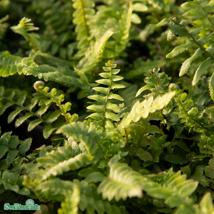 Polystichum munitum A-kval