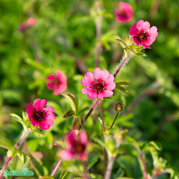 Potentilla nepalensis 'Ron Mcbeath' A-kval