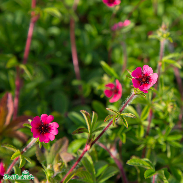 Potentilla nepalensis 'Ron Mcbeath' A-kval