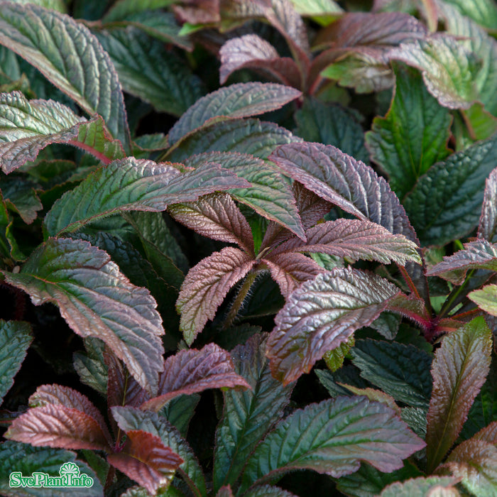 Rodgersia pinnata 'Bronze Peacock' A-kval