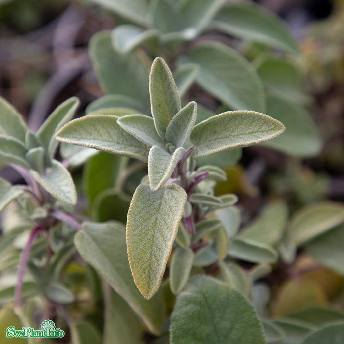 Salvia officinalis 'Berggarten' A-kval