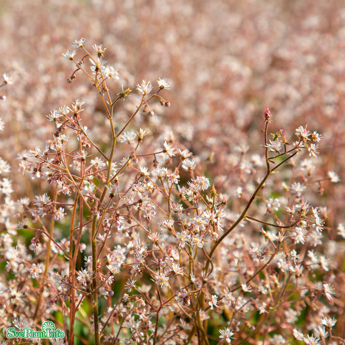 Saxifraga urbium A-kval