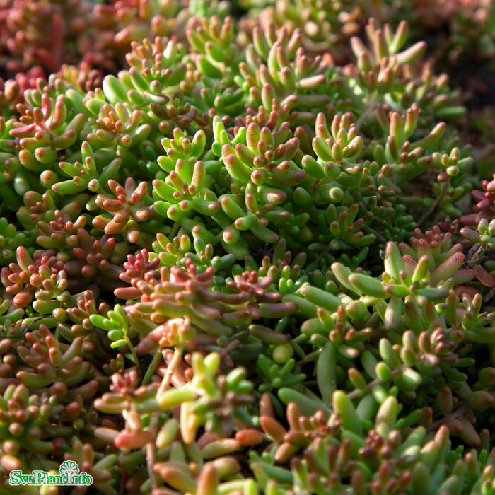 Sedum album A-kval