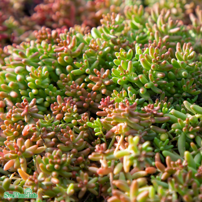 Sedum album A-kval