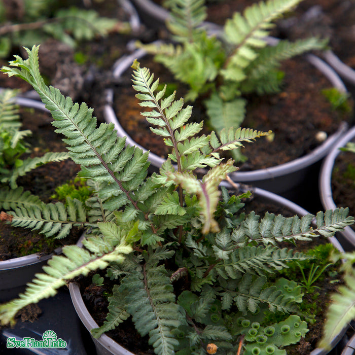 Athyrium niponicum 'Crested Surf' C3