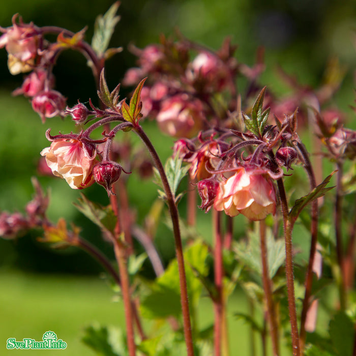 Geum 'Tempo Rose' A-kval