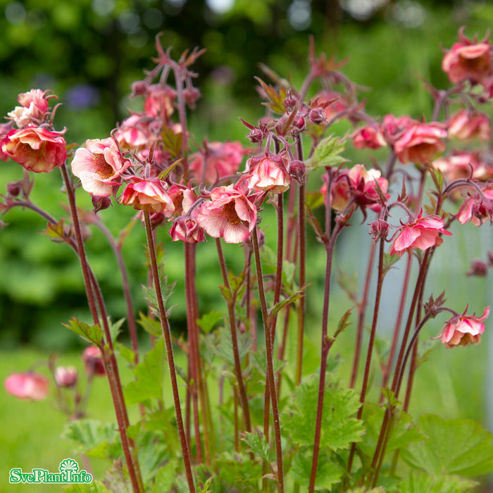 Geum 'Tempo Rose' A-kval