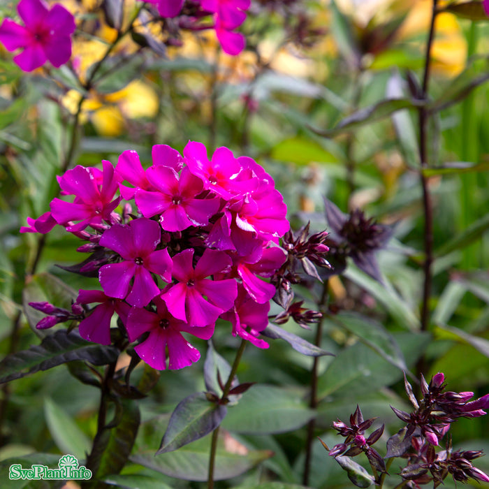 Phlox paniculata 'Sweet Summer Wine' A-kval