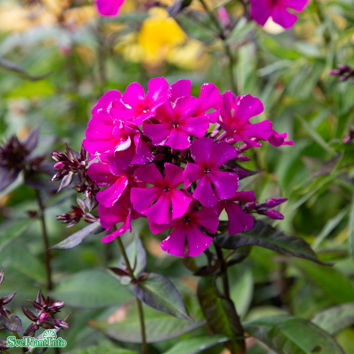 Phlox paniculata 'Sweet Summer Wine' A-kval