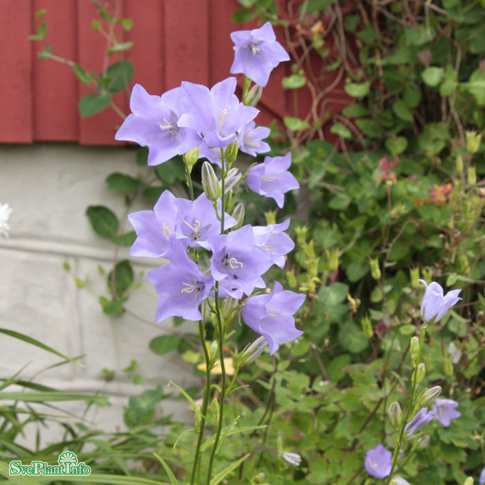 Campanula persicifolia A-kval