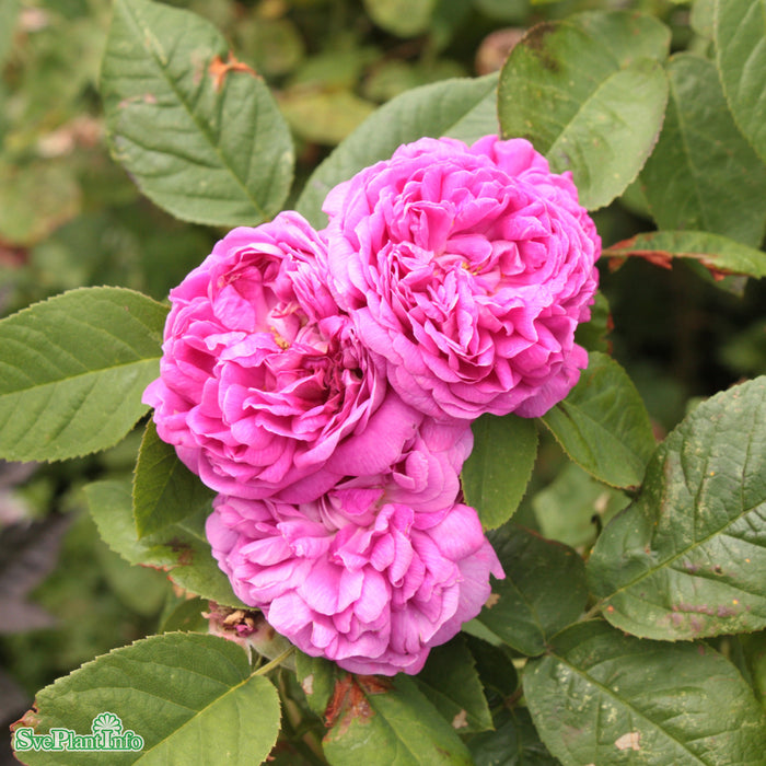 Rosa 'Rose de Rescht' C4,5