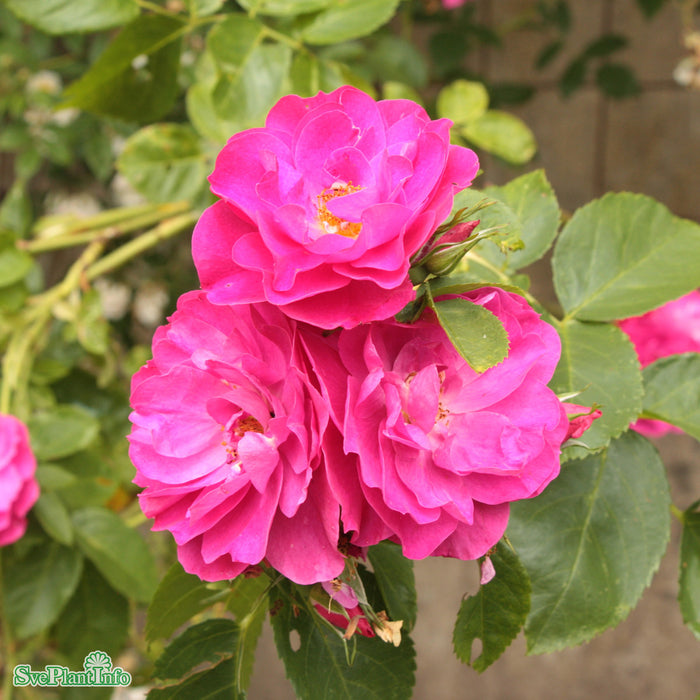 Rosa 'John Cabot' A-kval C4