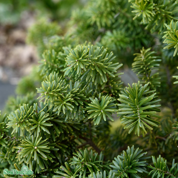 Abies balsamea 'Nana' Co 30-40cm