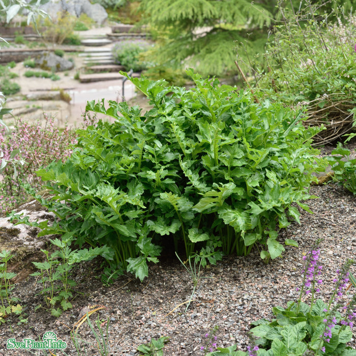 Acanthus hungaricus (balcanicus) A-kval