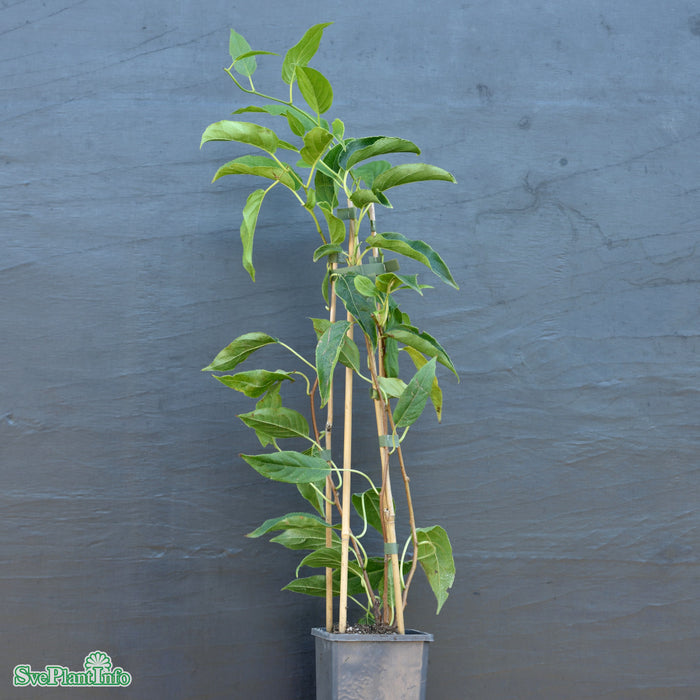 Actinidia 'Issai' C2 40-60cm