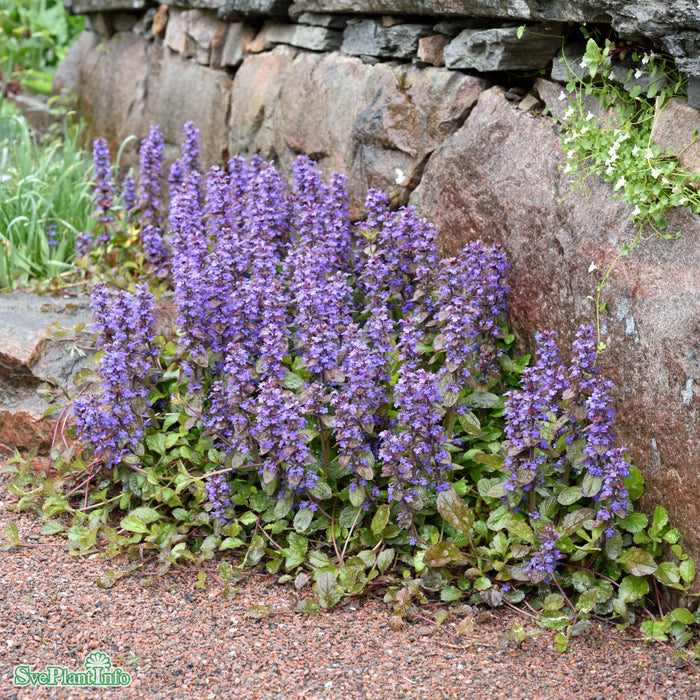 Ajuga reptans 'Braunherz' A-kval