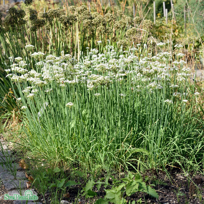 Allium tuberosum A-kval