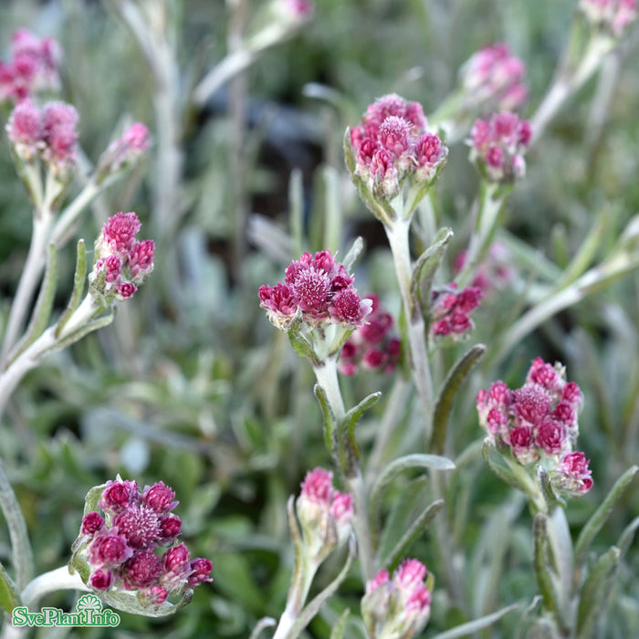 Antennaria dioica 'Rubra' A-kval