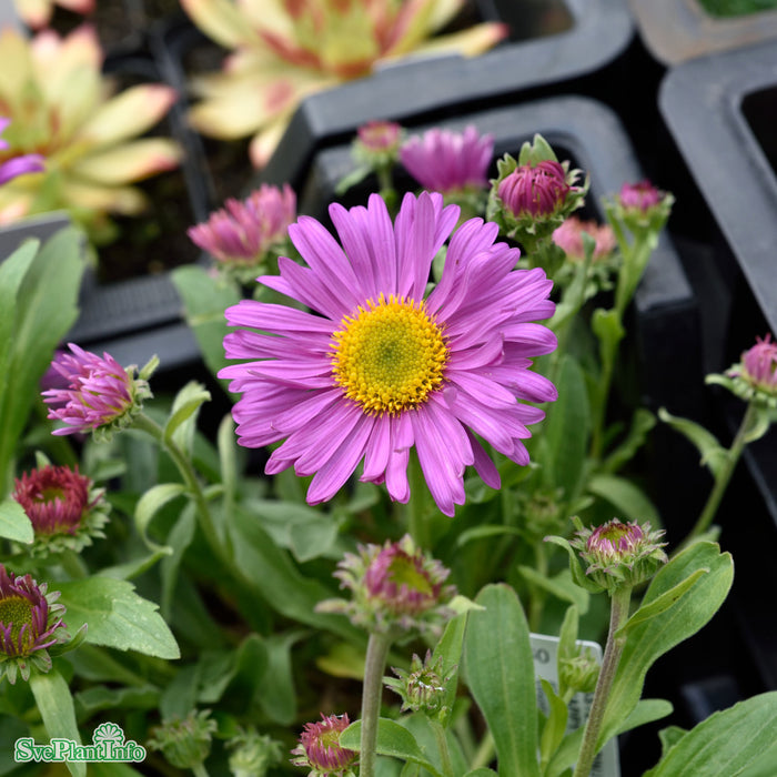 Aster alpinus 'Happy End' A-kval