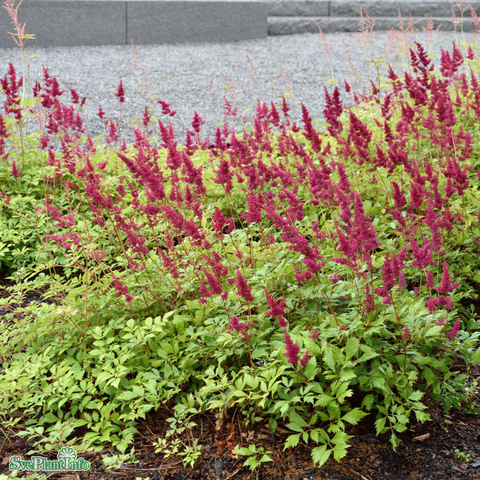 Astilbe arendsii 'Fanal' A-kval