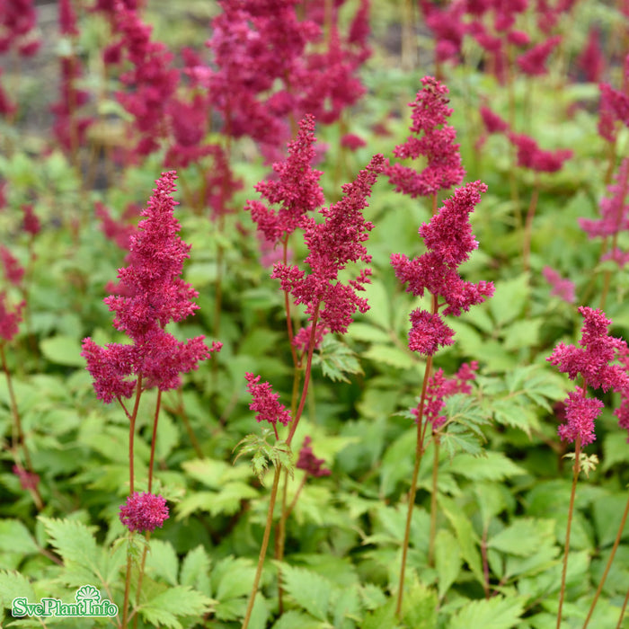 Astilbe arendsii 'Fanal' A-kval