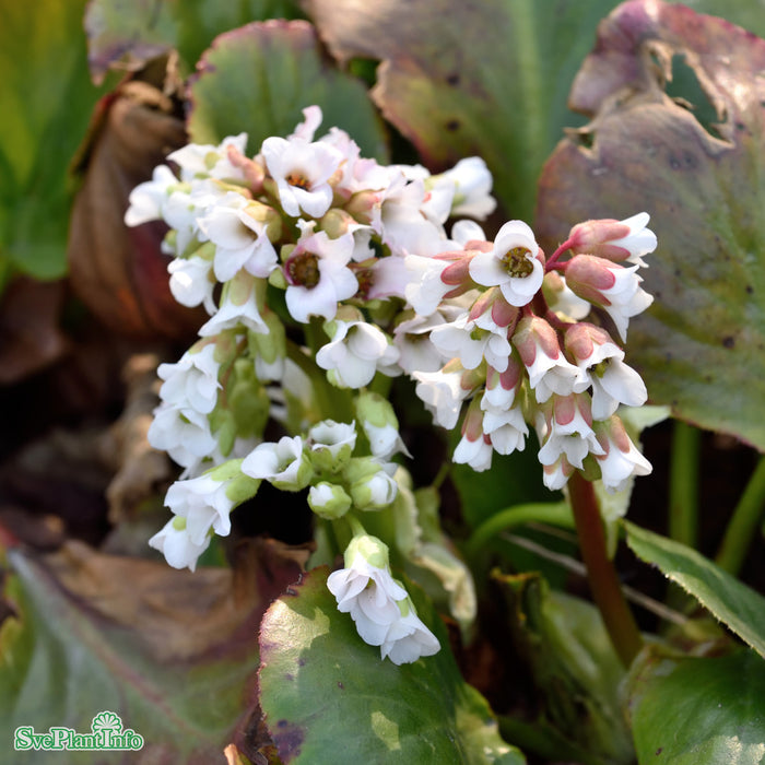 Bergenia 'Bressingham White' A-kval